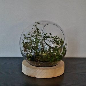 560 Cloe glasskule